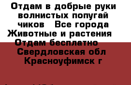 Отдам в добрые руки волнистых попугай.чиков - Все города Животные и растения » Отдам бесплатно   . Свердловская обл.,Красноуфимск г.